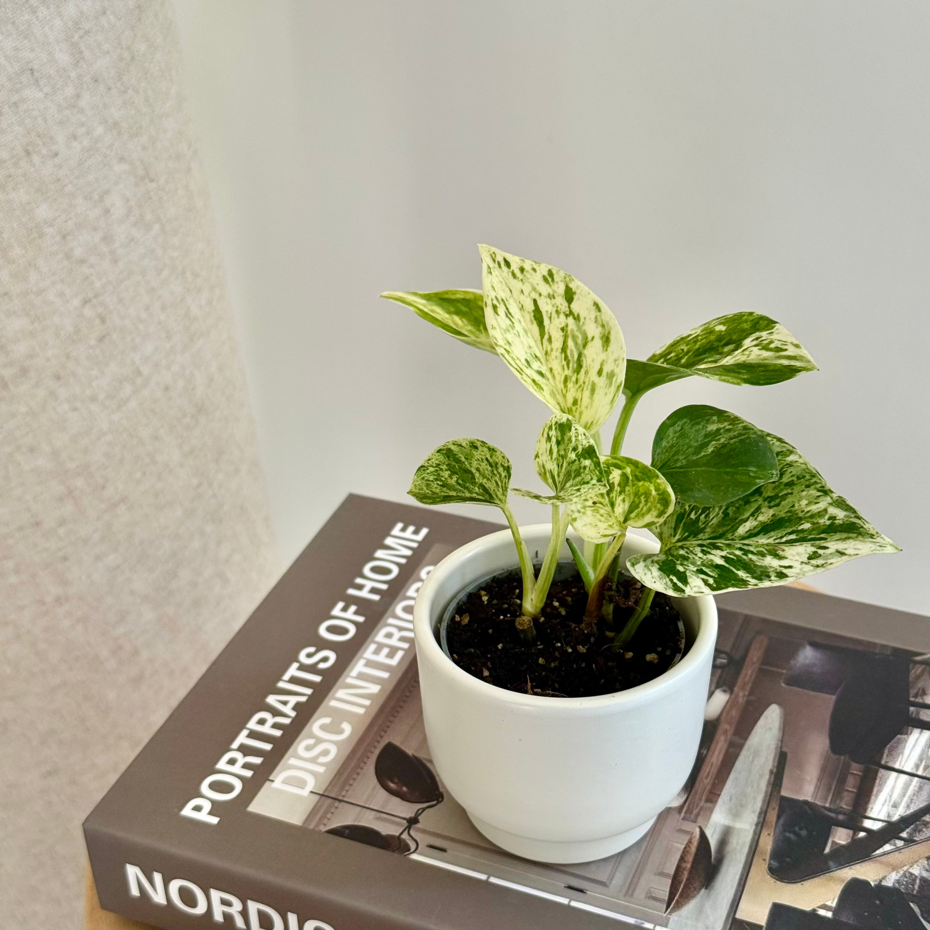 Epipremnum Marble Queen - Pothos