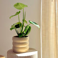 Monstera Deliciosa 12cm