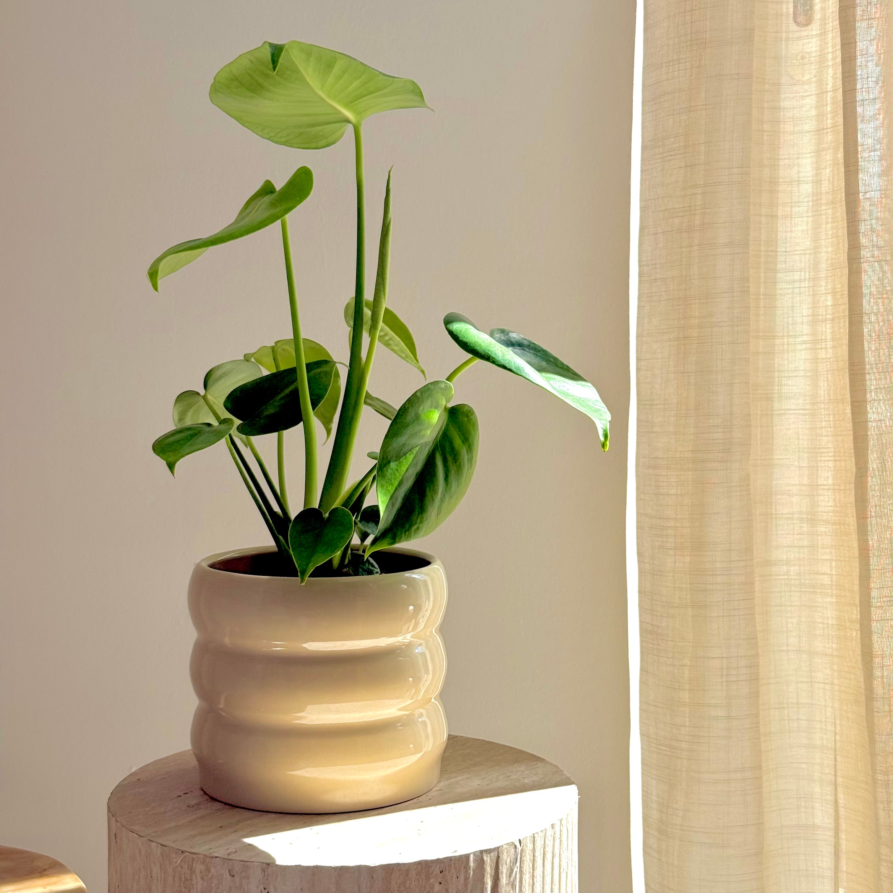 Monstera Deliciosa 12cm