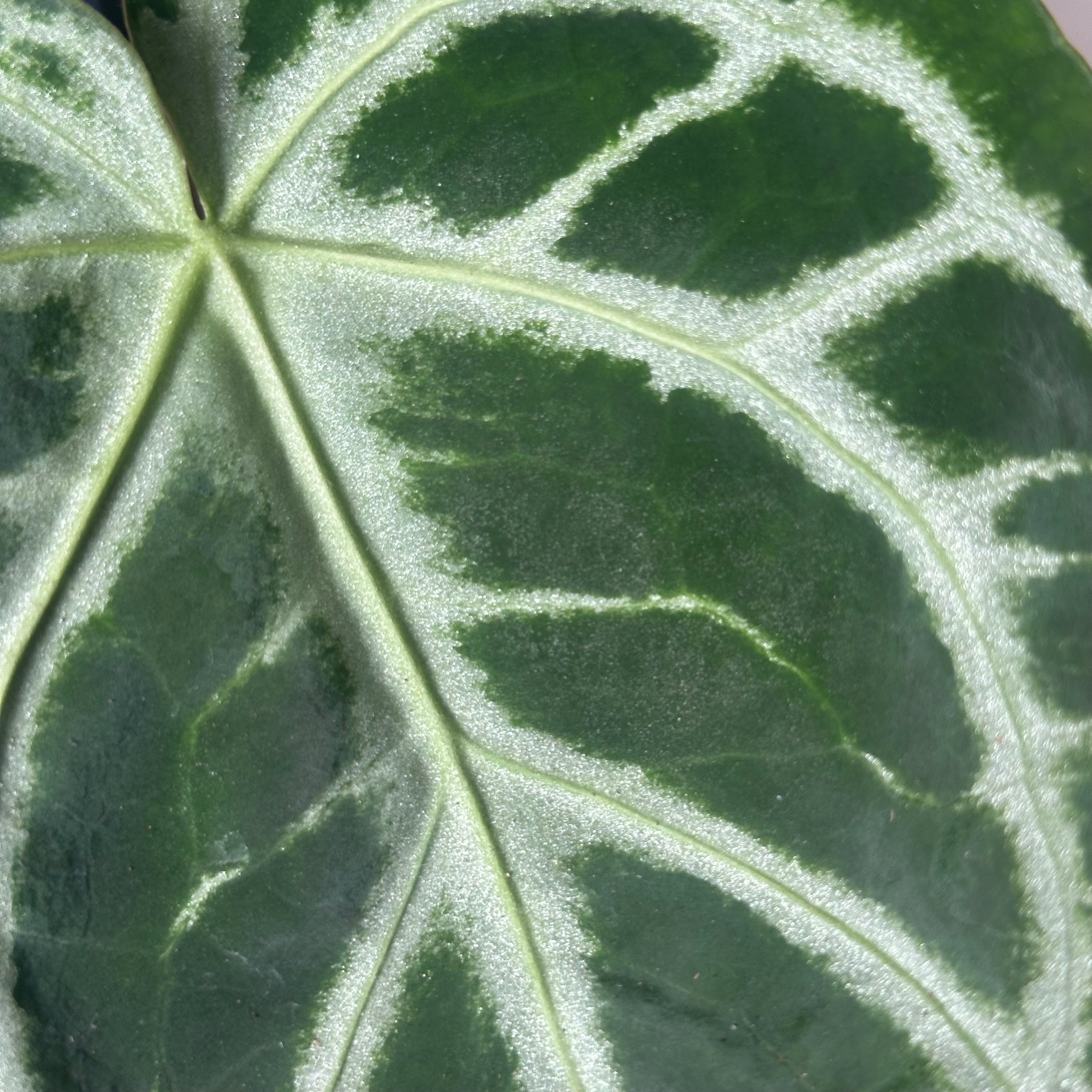 Anthurium Silver Blush