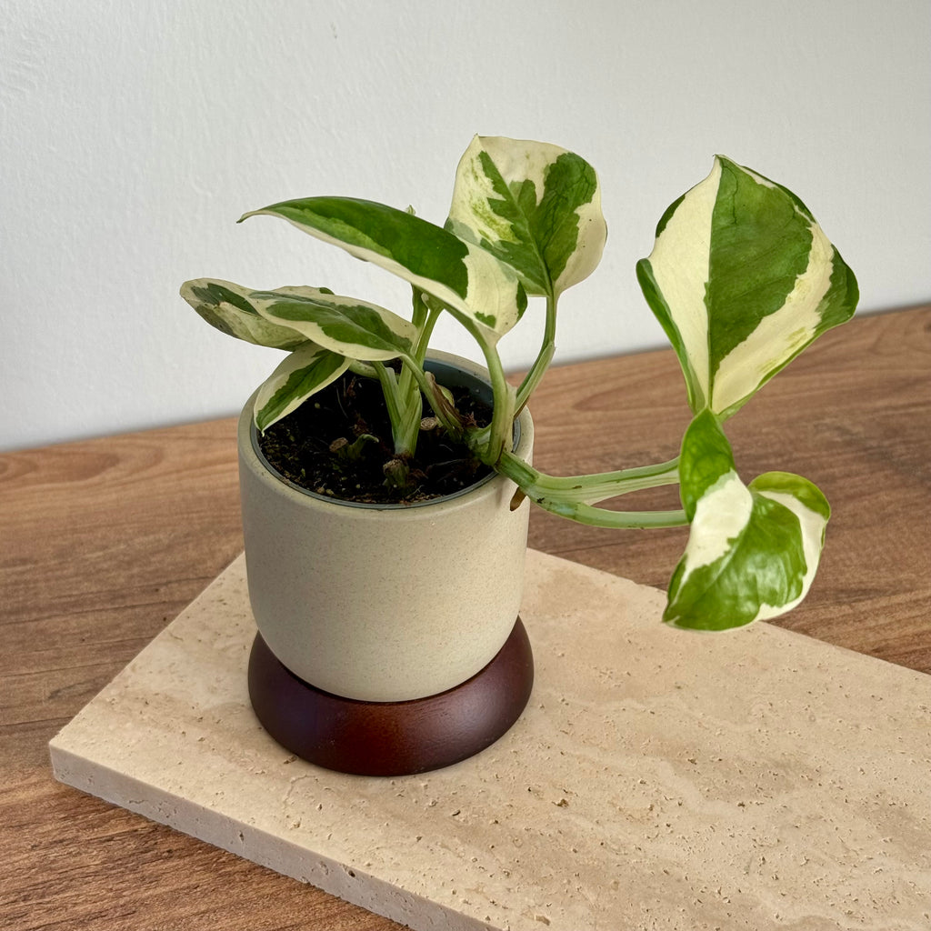 Epipremnum N'Joy -  Pothos