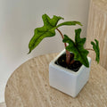 Alocasia Jacklyn
