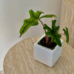 Alocasia Jacklyn