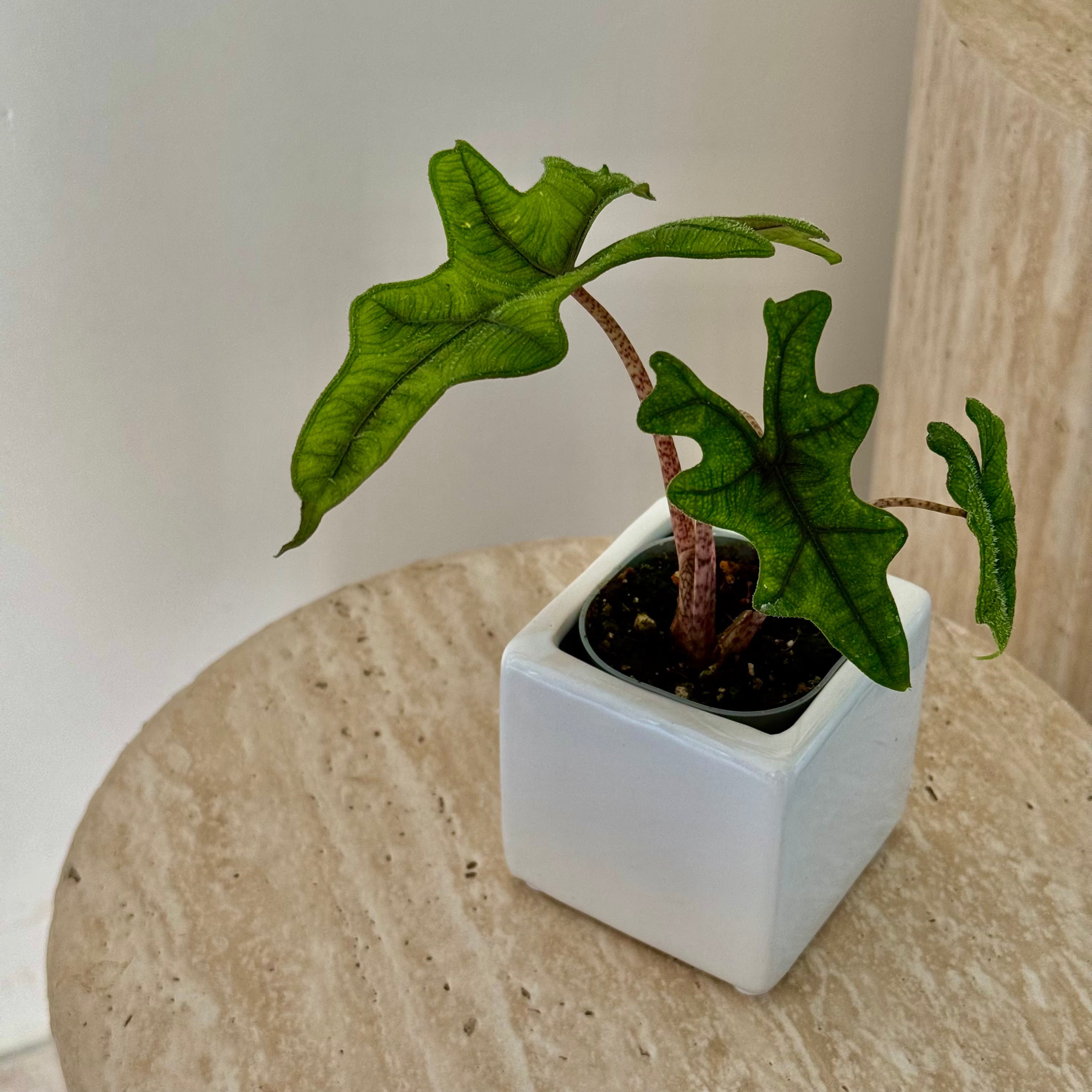 Alocasia Jacklyn