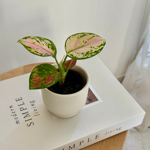Aglaonema Pink Star