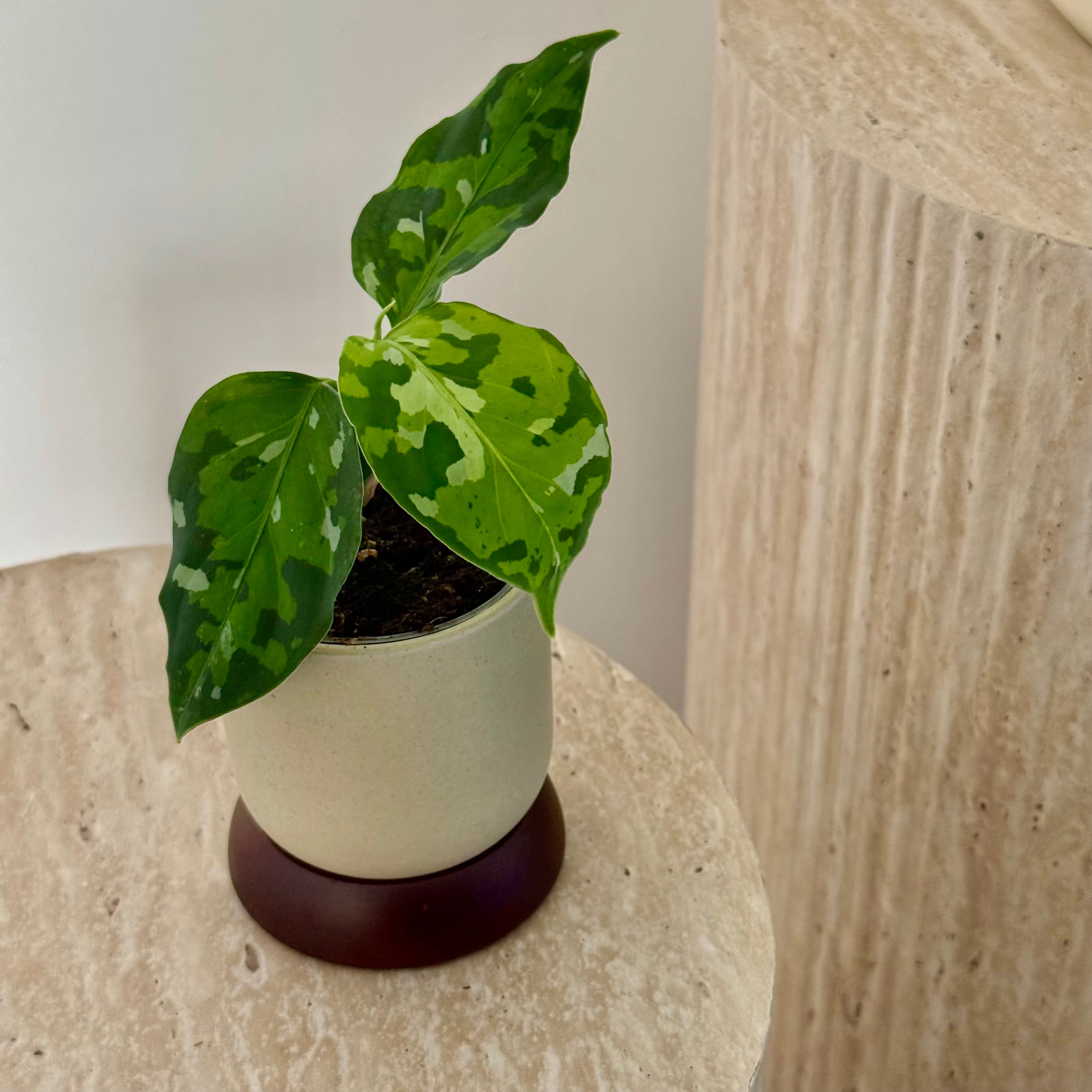 Aglaonema Pictum Tricolor