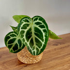 Anthurium Silver Blush