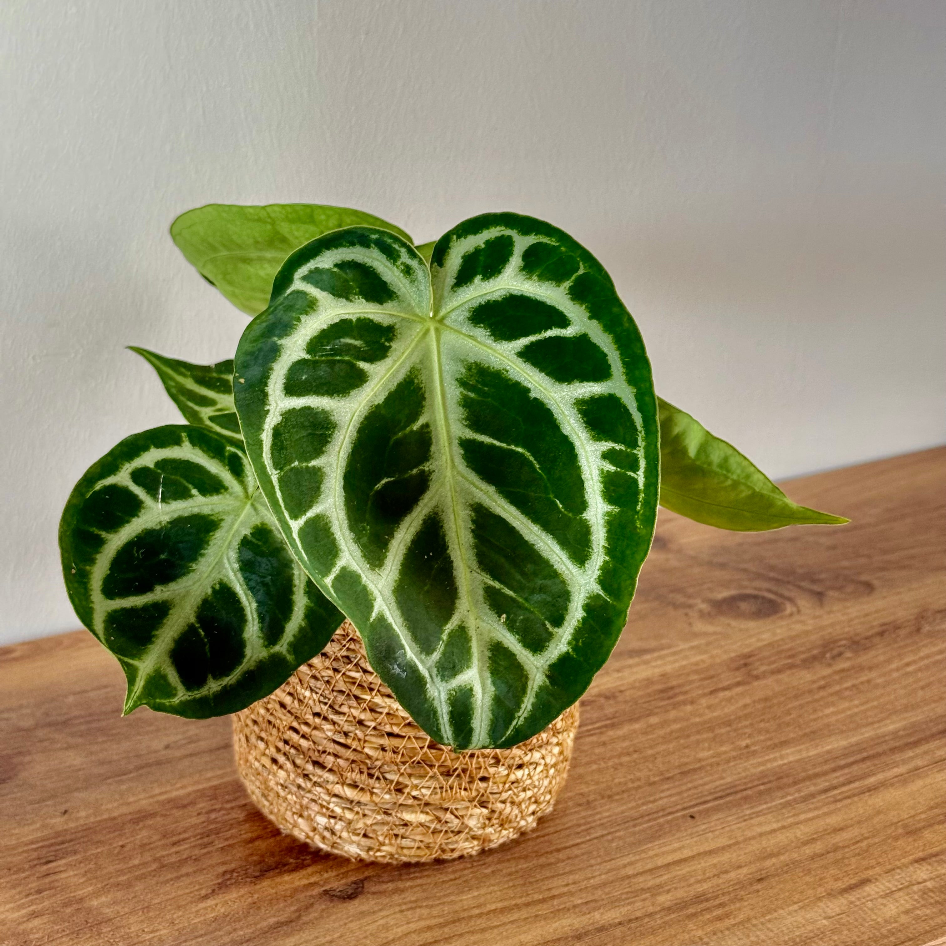 Anthurium Silver Blush