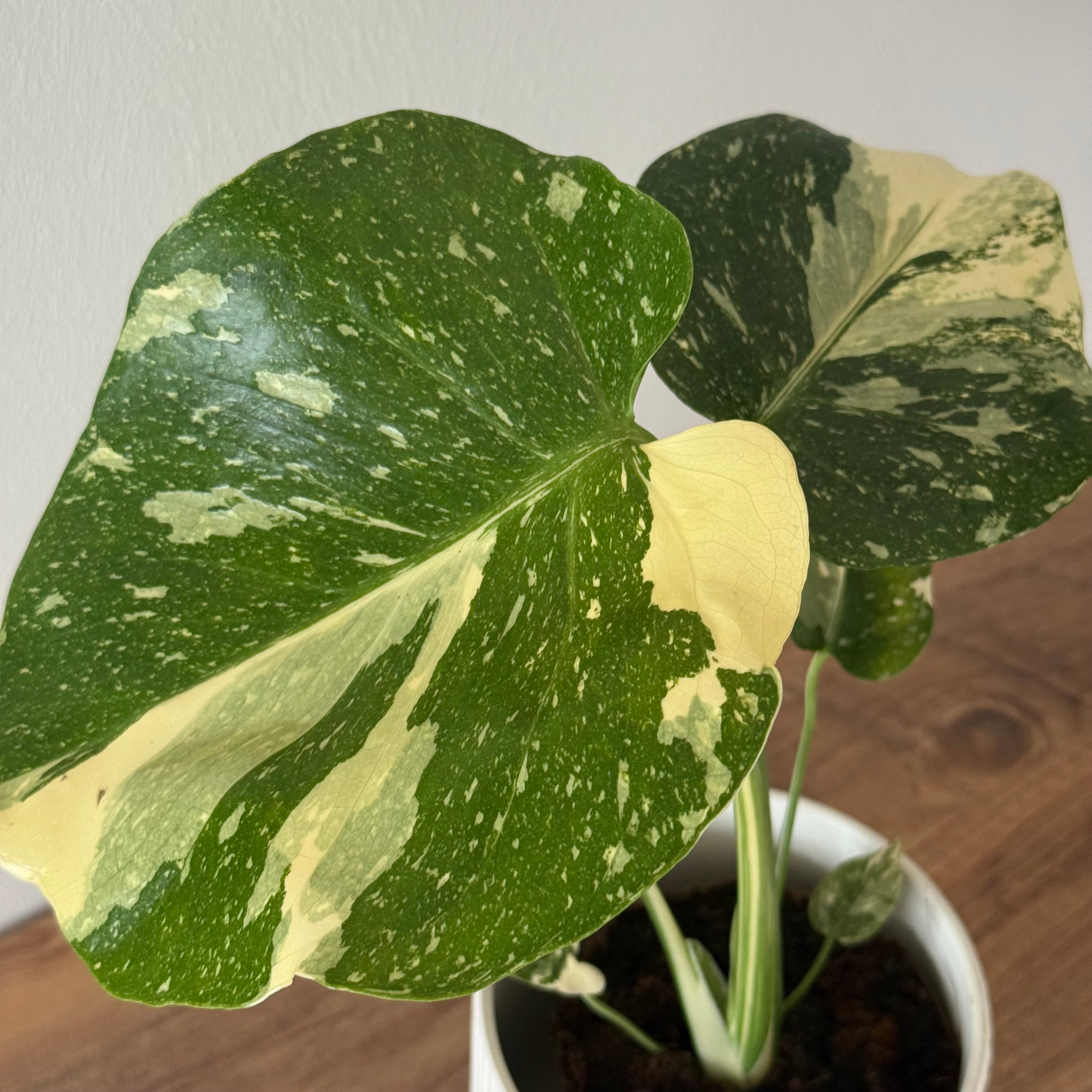 Monstera Thaï Constellation 11cm