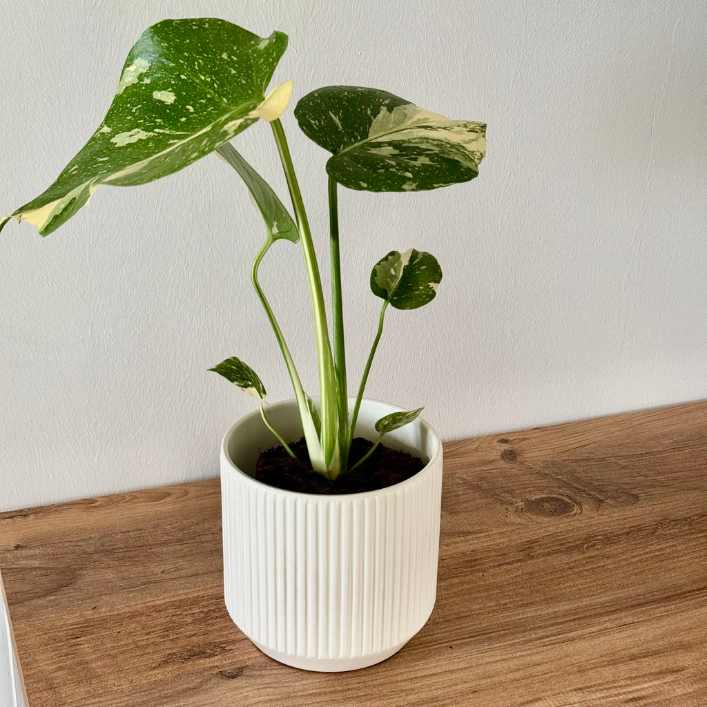 Monstera Thaï Constellation 11cm
