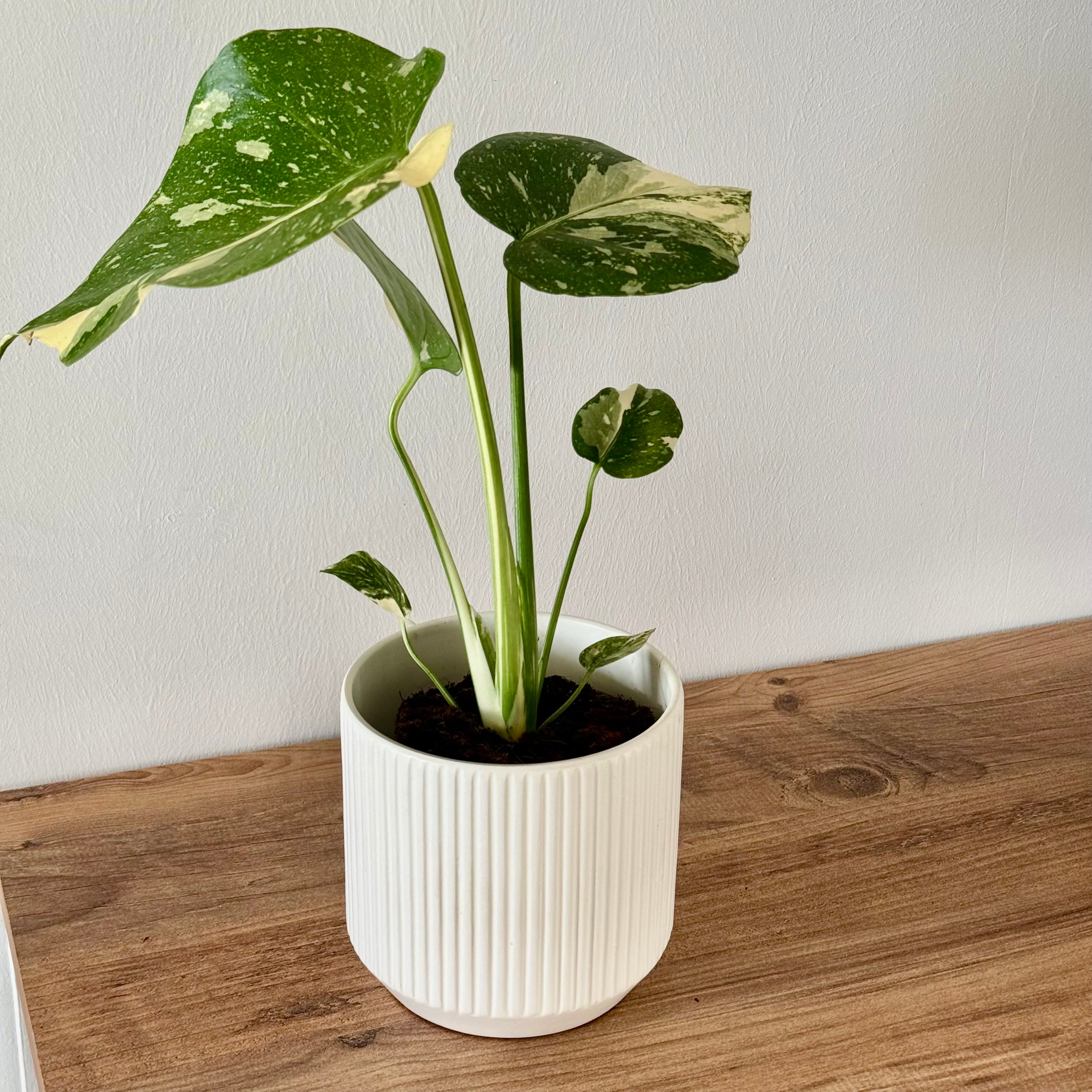 Monstera Thaï Constellation 11cm
