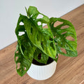 Monstera Adansonii Mint