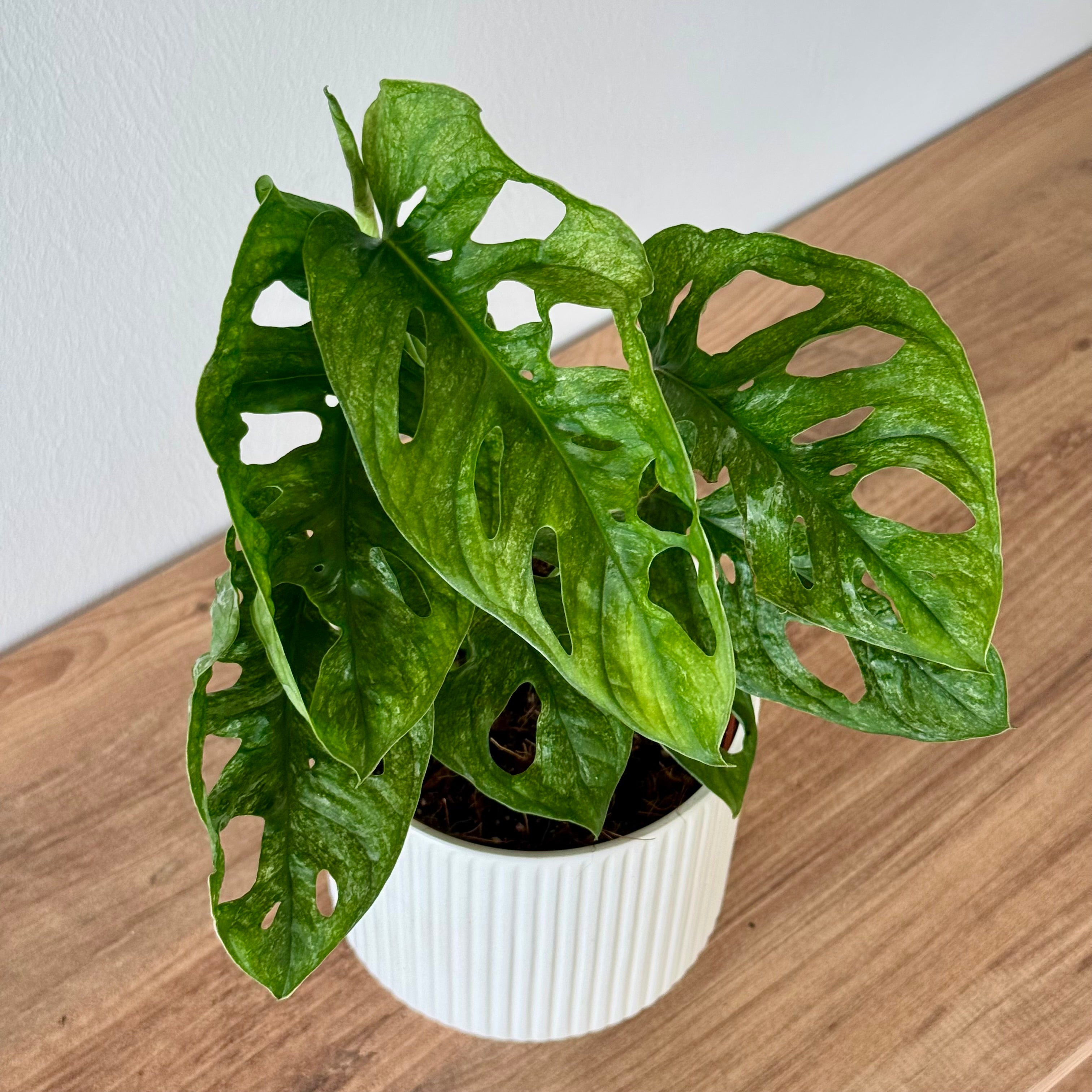Monstera Adansonii Mint