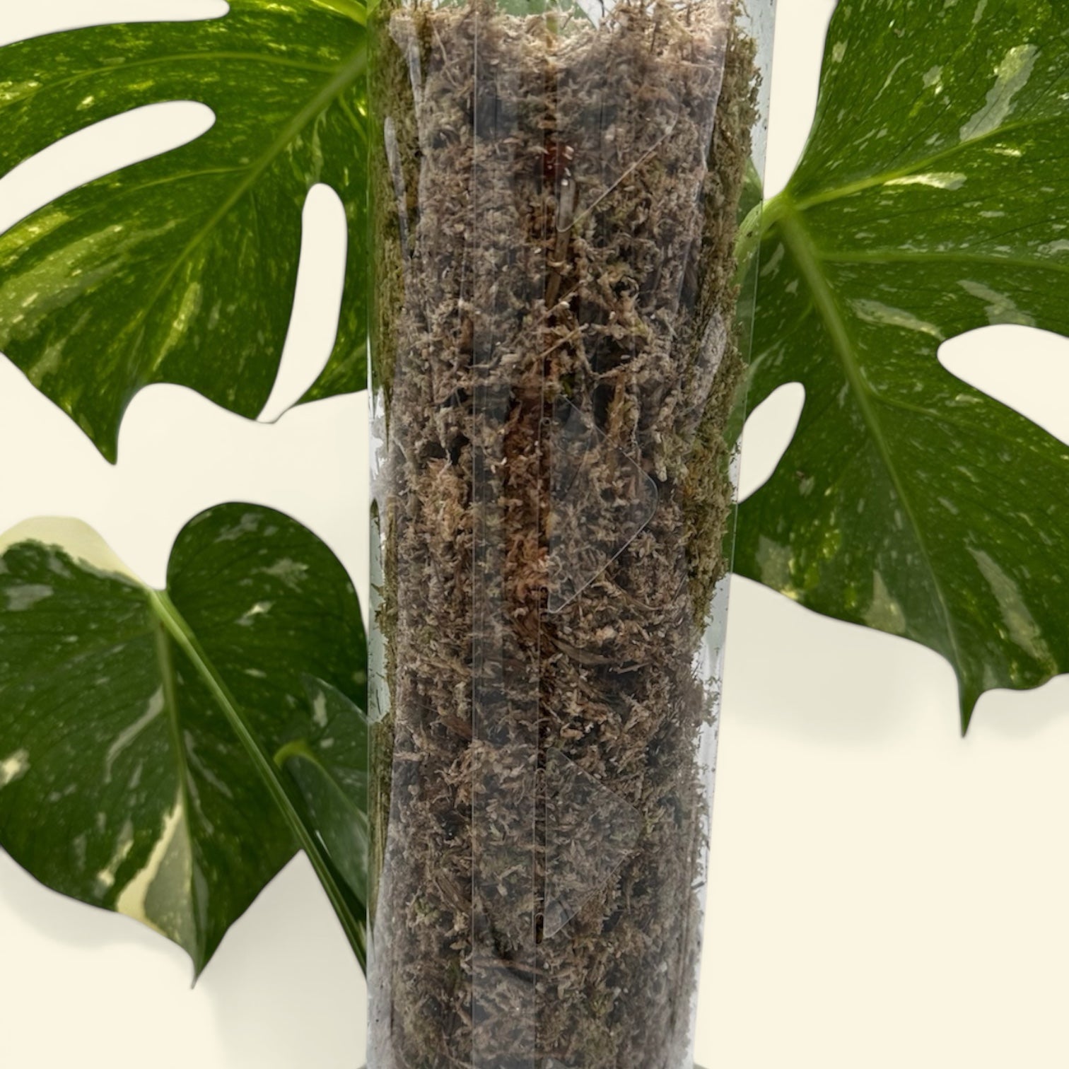 Tuteur Pour Plantes Grimpantes 38cm