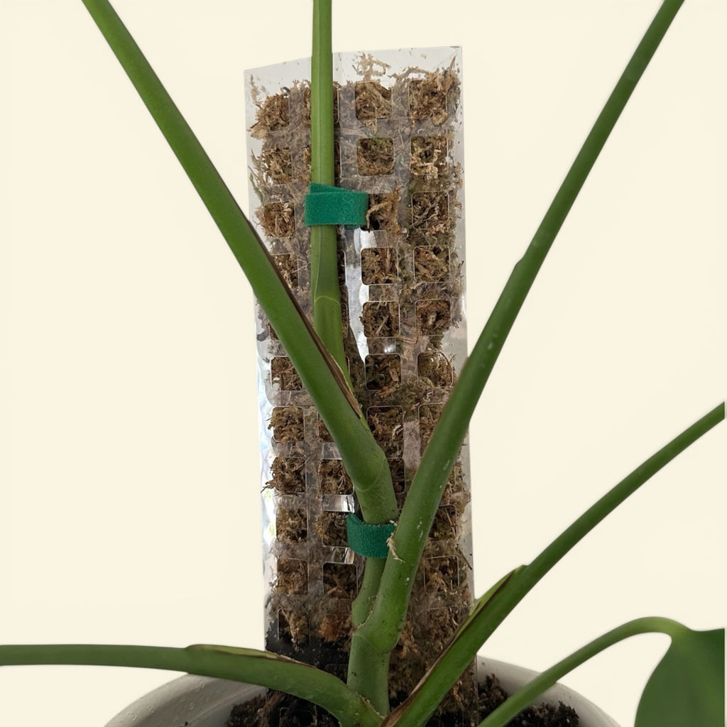 Tuteur Pour Plantes Grimpantes 38cm