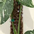 Tuteur Pour Plantes Grimpantes 38cm