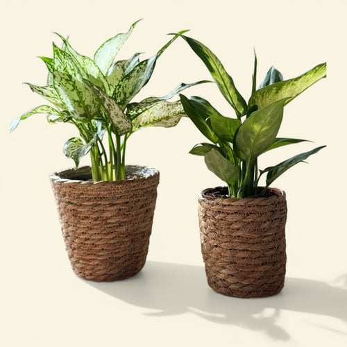 Cache-pot tressé