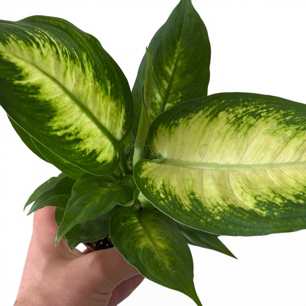 Dieffenbachia Camilla 9cm