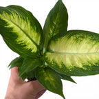 Dieffenbachia Camilla 9cm
