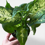 Dieffenbachia Seguine