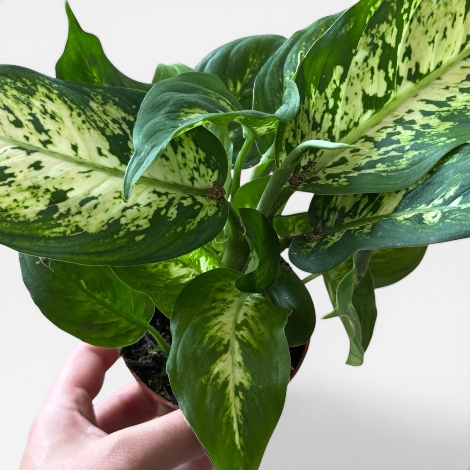 Dieffenbachia Seguine