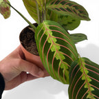 Maranta Fascinator
