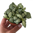 Fitonnia Verschaffeltii