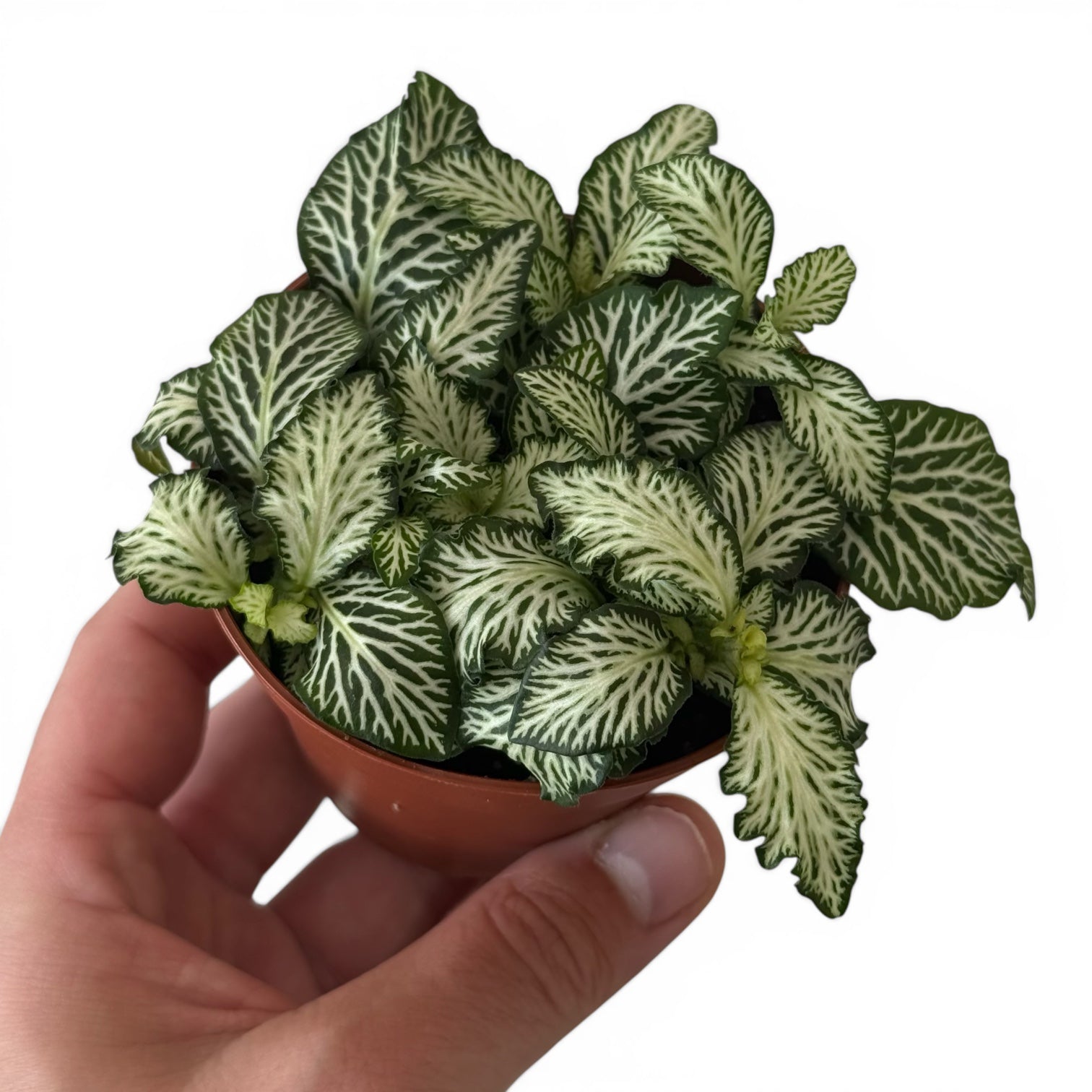 Fitonnia Verschaffeltii