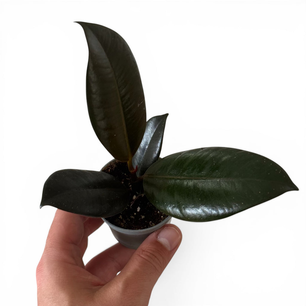 Ficus Elastica robusta