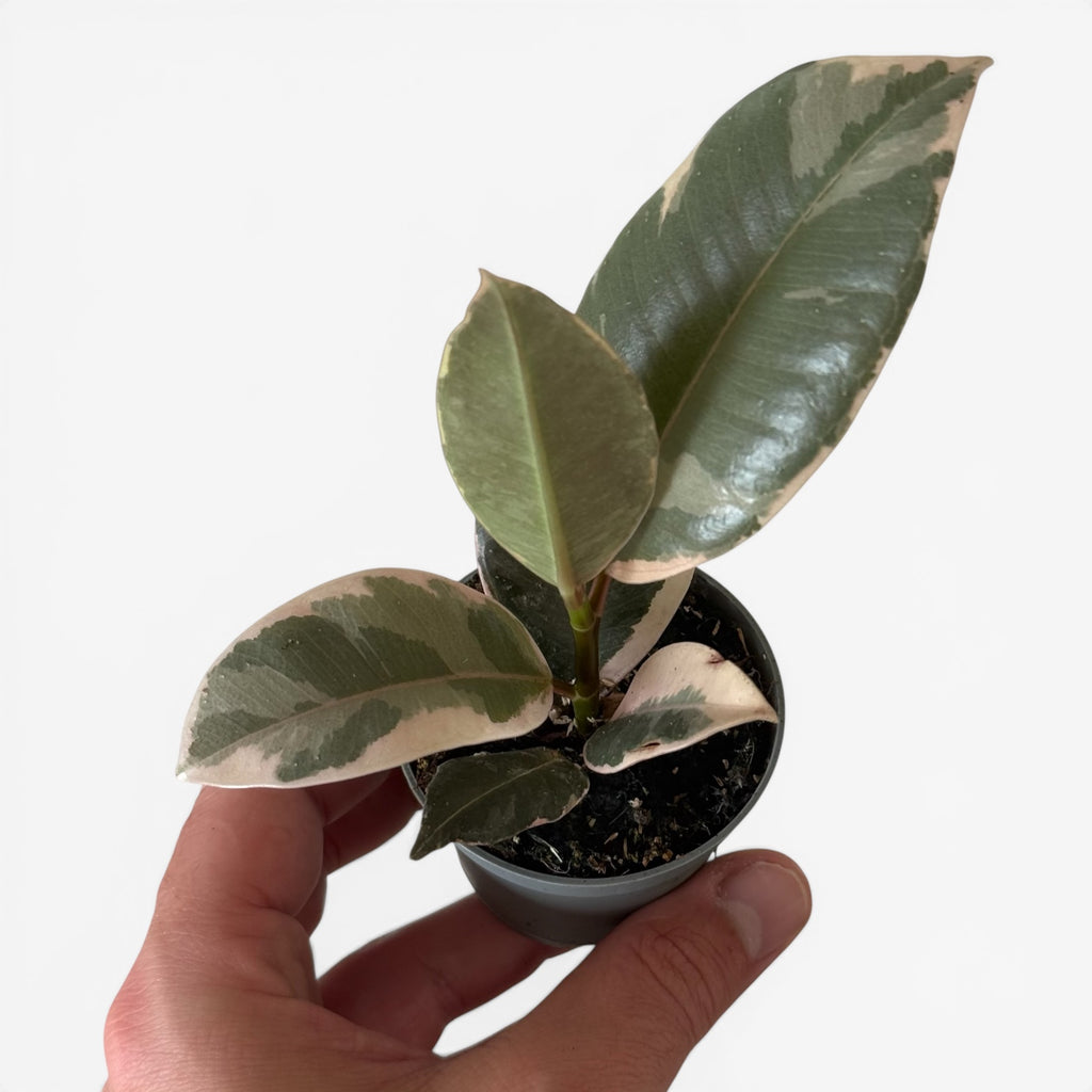 Ficus Tineke