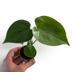 Monstera Deliciosa 6cm