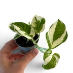 Epipremnum N'Joy -  Pothos