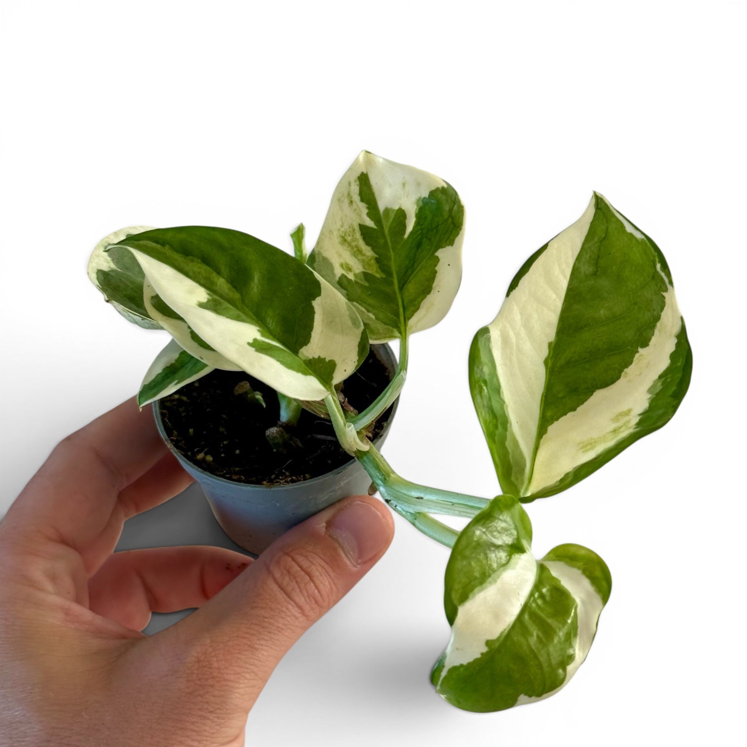 Epipremnum N'Joy -  Pothos
