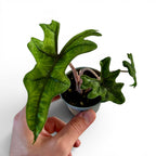Alocasia Jacklyn