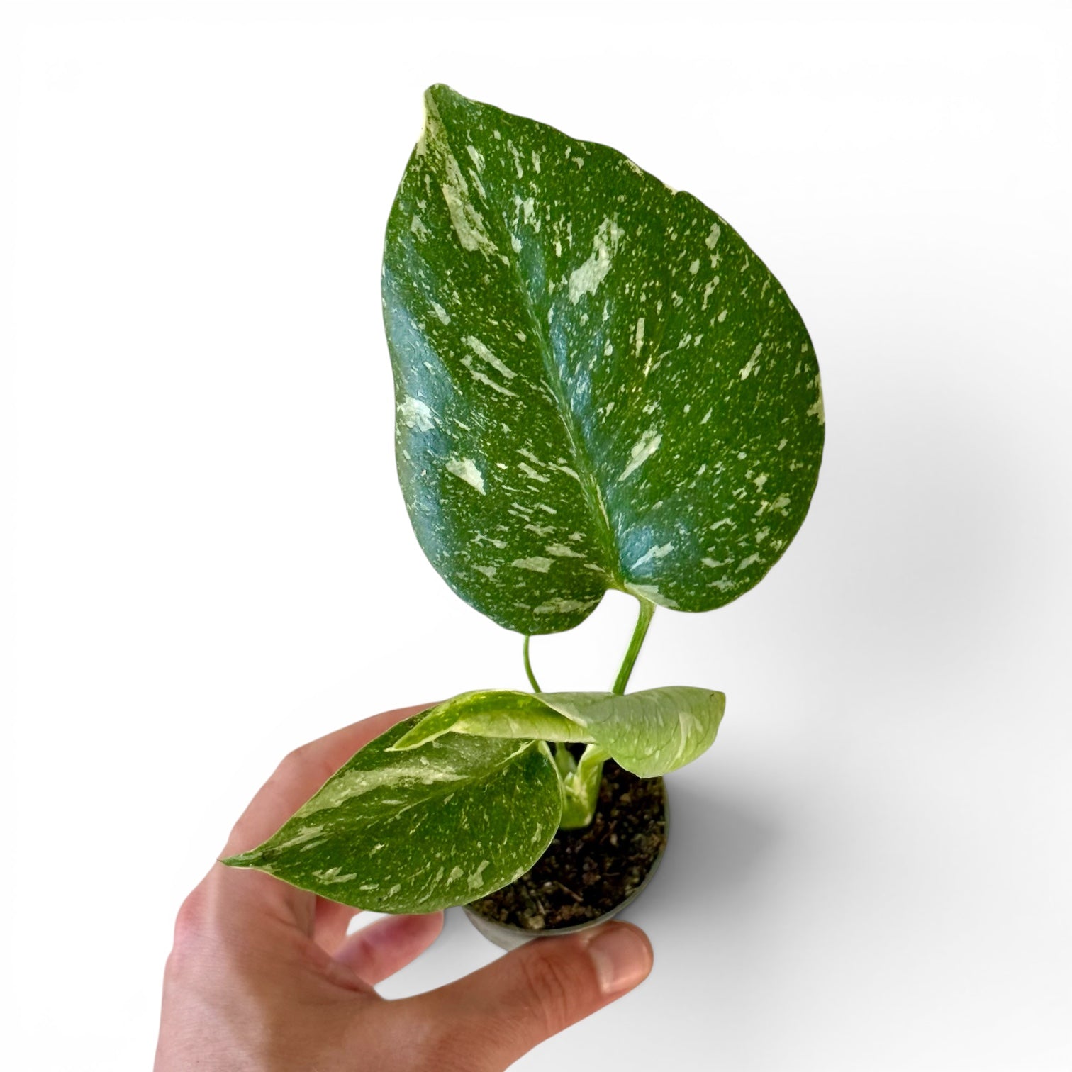 Monstera Thaï Constellation 6cm