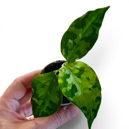 Aglaonema Pictum Tricolor