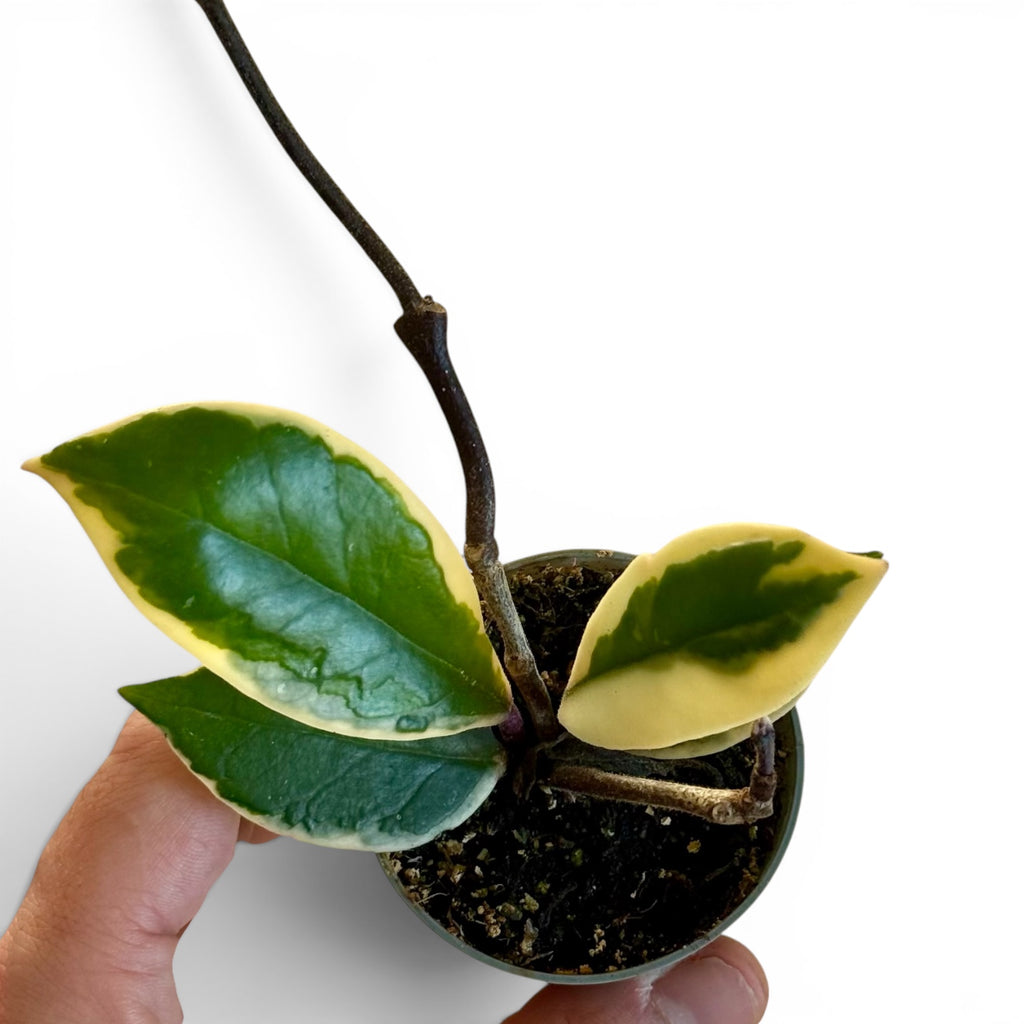 Hoya Flamingo Dream