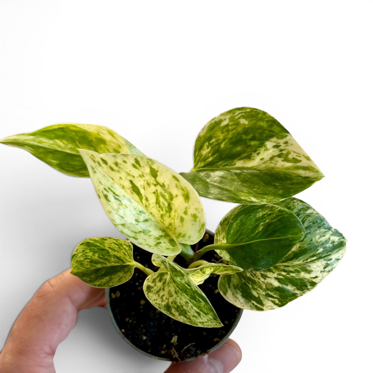 Epipremnum Marble Queen - Pothos