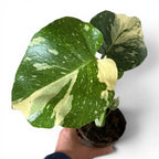 Monstera Thaï Constellation 11cm