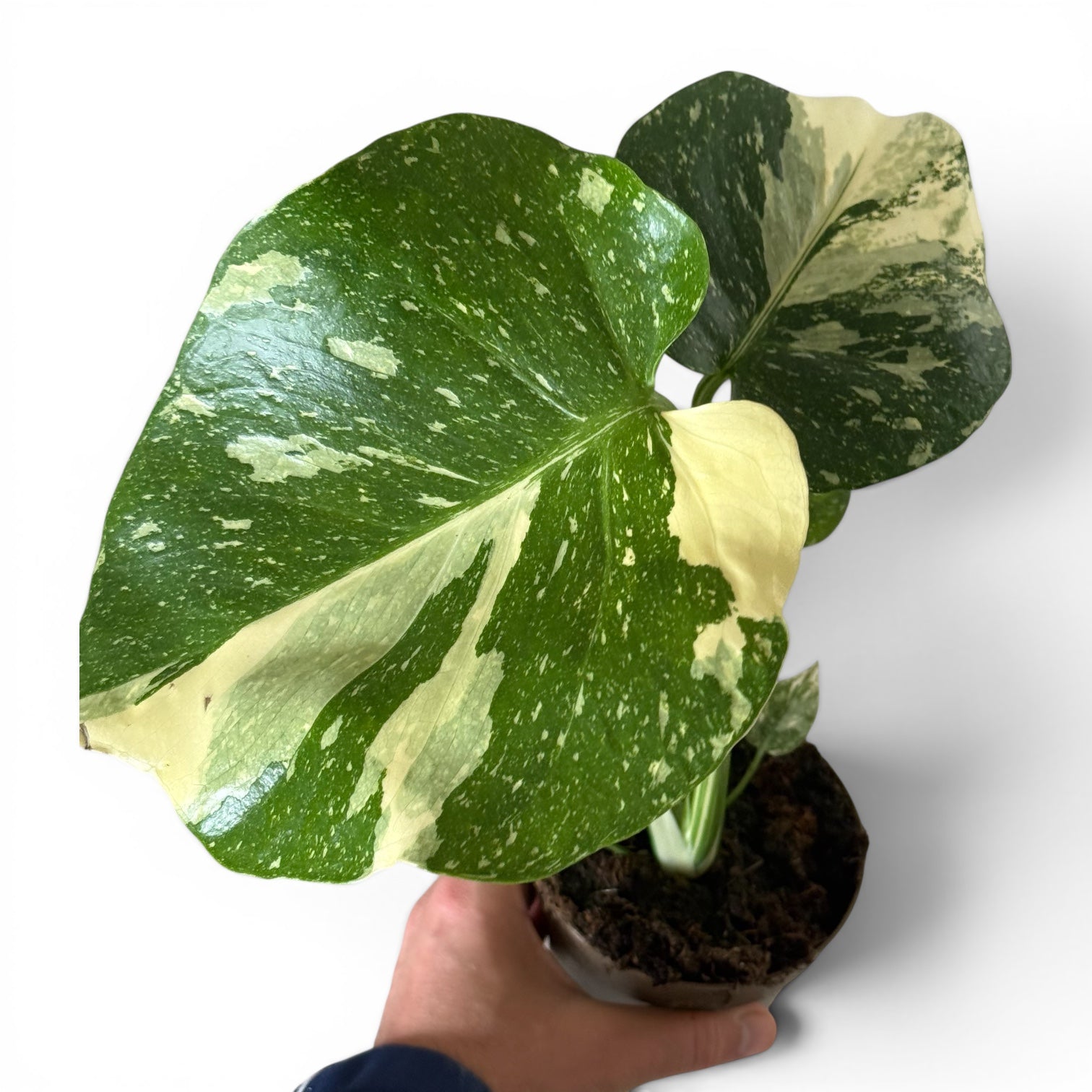 Monstera Thaï Constellation 11cm