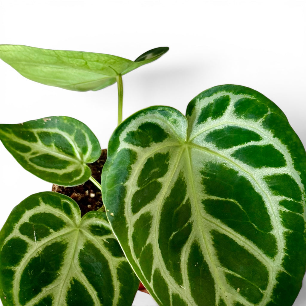 Anthurium Silver Blush