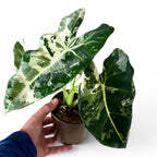 Alocasia Frydek Variegata