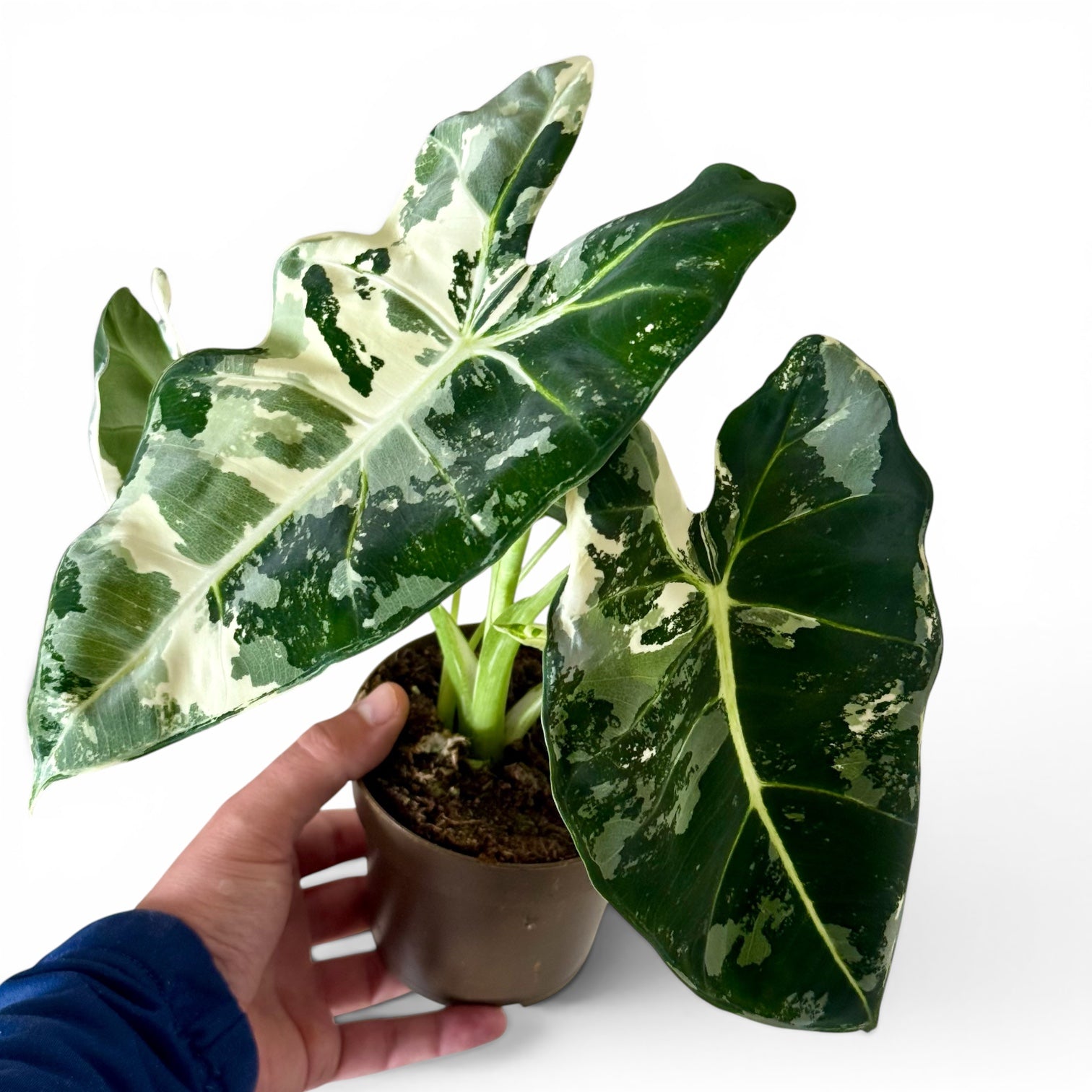 Alocasia Frydek Variegata