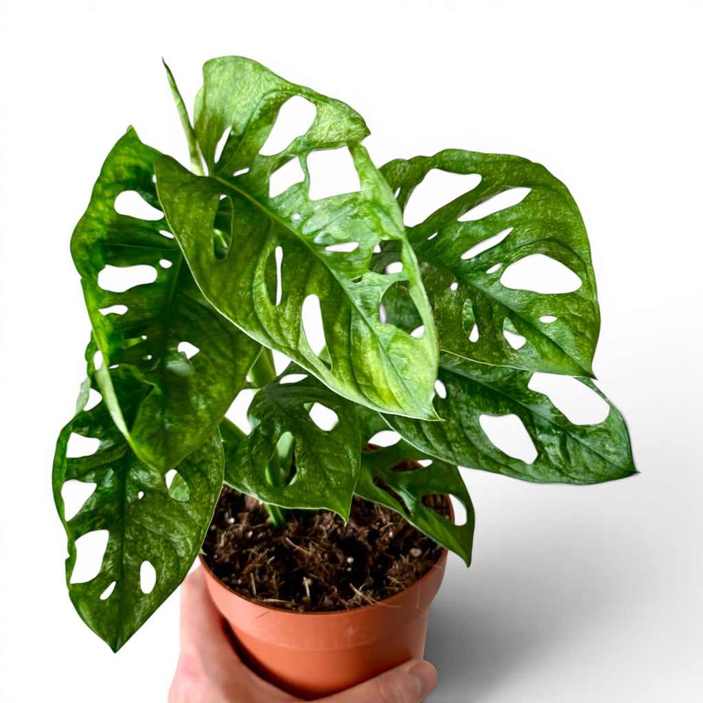 Monstera Adansonii Mint