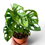 Monstera Adansonii Mint